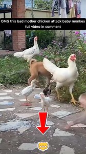 7.7K views · 90 reactions | #Poorbabymonkey #babymonkey #babymonkeycry #petlovers | BeeBi Monkey Tv | Facebook