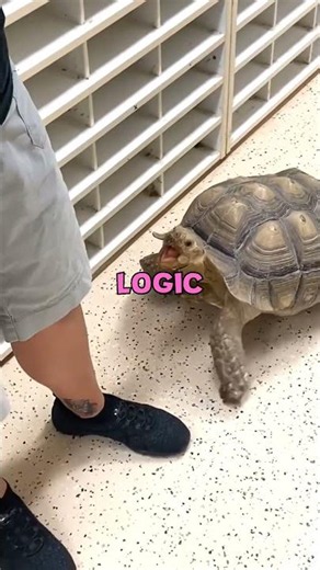 🦎 The Shocking Secret Hidden Inside This Turtle’s Mouth Revealed! #shorts #youtubeshorts #fyp