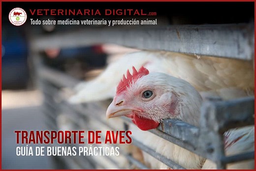 Transporte de aves: Gu鱈a de buenas pr叩cticas - Avicultura