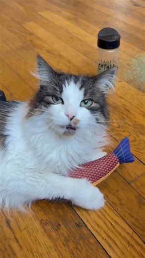 It probably wasn't important anyway. 😅 | Diamond Pet Foods