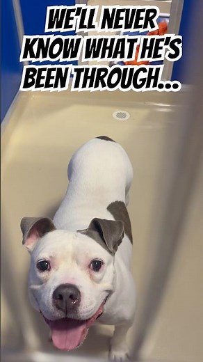 Cheddar Bob ACCT-A-234275 🐾♥️💕 A Quiet Hope