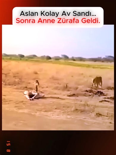 Aslan Kolay Av Sandı: Anne Zürafa Geldi