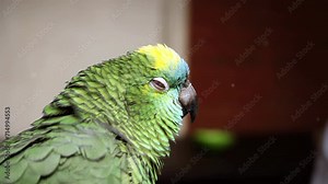 The Blue-fronted Amazon (Amazona aestiva), also called the Turquoise-fronted Amazon and Blue-fronted Parrot. Close Up. 4K Resolution.