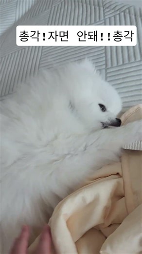 담이 자면 안돼!담이!!! #담이 #pomeranian #강아지 #귀엽다 #자면안돼#총각