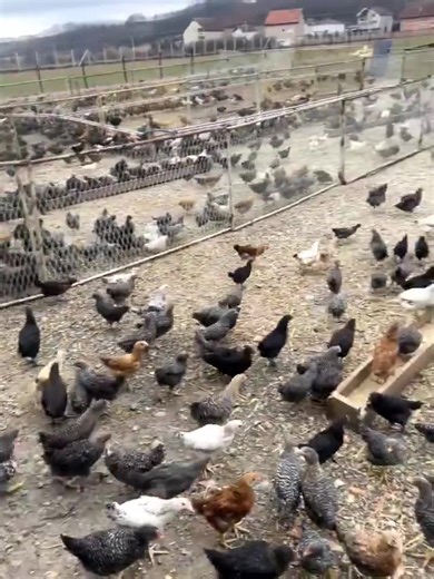 NAHANA ESE ELE OENA Ho ba le litoro ke sign ea hore oa phela ebile u sa na le monyetla oa ho fetola litoro tseo nthoe phelang (reality). Likhoho tsona tsena tsa sesotho li ka fetola bophelo ba hau. Ha u hloke ho nahana mehlolo ea likhoho tsa sekhooa tse khathatsoang ke bokulo le ho feptjoa ka boturu. Remember, it's either you go big or you go home! | Leseli La Lihoai