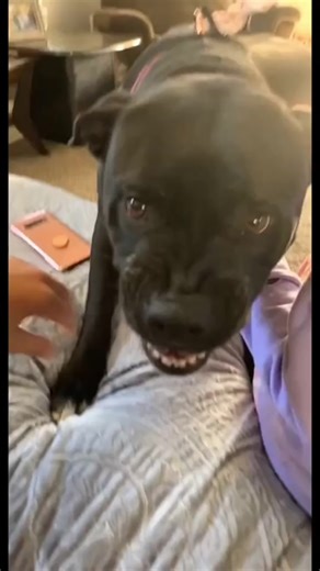 Understanding Pitbull Aggression: Reality vs Perception