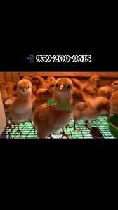 🐣 Isa brown | Life Farm Puerto Rico