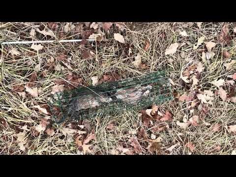 Come along with Greg to check the muskrat traps.