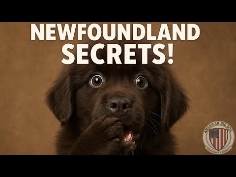 6 Secret Traits of the Newfoundland