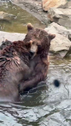 2 bear’s wrestling #bears #animals
