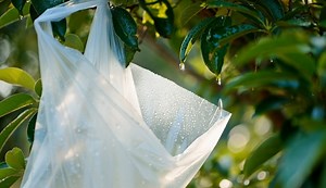 Easy Water Collection Trick: Tree Transpiration Bag💧 Running low on water? Place a clear bag over green leaves to collect pure drinking water—no digging, no tools | Handmade Guru