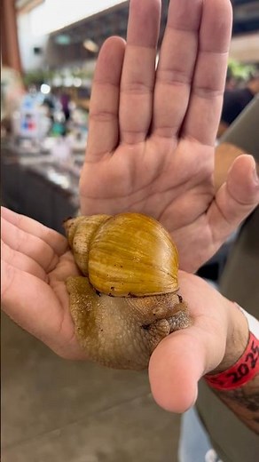Un escargot GÉANT ?! 🐌