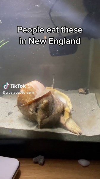 Channeled Whelks: The Seafood Delicacy Explained