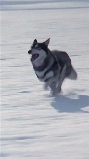 Honest Trailers Preview - The Thing