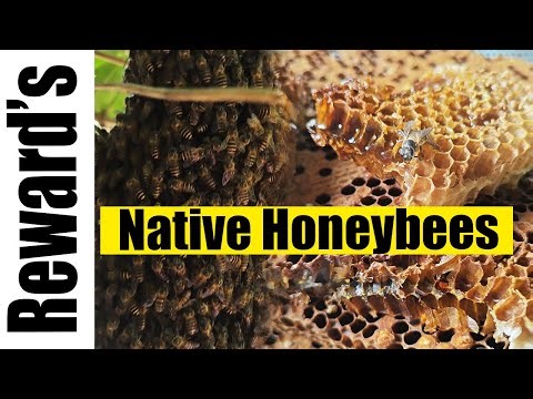 NATIVE HONEYBEES ( LIGWAN OR APIS CERANA )
