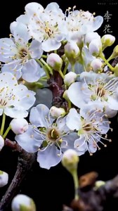 Fotografia time-lapse: alla scopeta delle fioriture 🌻🌸💐 I petali si allungano pigramente e gli stami tremano dolcemente. La primavera risveglia tutta la vigorosa vitalità delle piante. Eccovi una fotografia time-lapse per vedere il momento in cui i fiori sbocciano. #fiori #flowers #photo #foto #timelapse #primavera #piante #spring | Studio Tiramisù