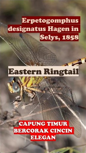 Erpetogomphus designatus Hagen in Selys, 1858 – Eastern Ringtail #shorts #fyp #trending #viral