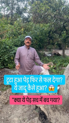टूटा हुआ पेड़ फिर से फल देगा? ये जादू कैसे हुआ? 😱