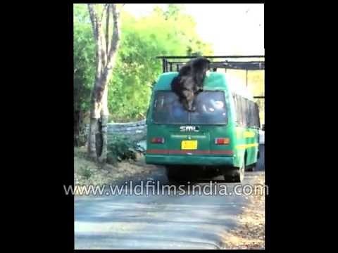Sloth Bear attacks tourist vehicle in Bangalore, gets stuck atop it!