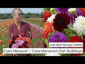Juat Bibit Tanaman Bunga Dahlia | Cara Menanam | Merawat | Memperbanyak | Nama Latin Asteraceae