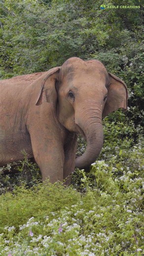 291K views · 5.3K reactions | Gal Oya, Sri Lanka #srilanka #nature #wildlife #srilankawildlife #elephants #galoya #travel #srilankatravel #safari #exploresrilanka #srilankadaily #lka | Aegle Creations | Facebook
