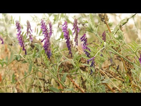 HAIRY VETCH (Vicia villosa)