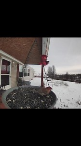 Stocked up the feeder for our feathered friends this winter! ❄️🐦 Who’s stopping by first? #BirdFeeder #BackyardBirds #WinterBirds #BirdWatching #NatureLovers #wildlifephotography | Paul Reynolds
