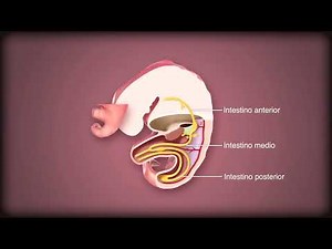 Desarrollo del sistema digestivo