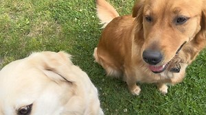 Halb 10 Uhr in Deutschland 🇩🇪 Möhrchenliebe ❤️🤣🤣🤣 | Golden Retriever zur Roddau