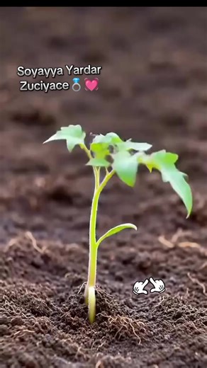 Exploring Soyayya: Heartfelt Expressions of Love