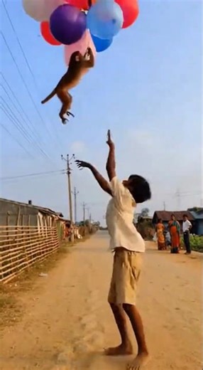 When a Monkey Sees Balloons | THIS Happens