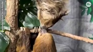 "I love you slow-much!" says these two kissing sloths. | USA TODAY Video | Facebook