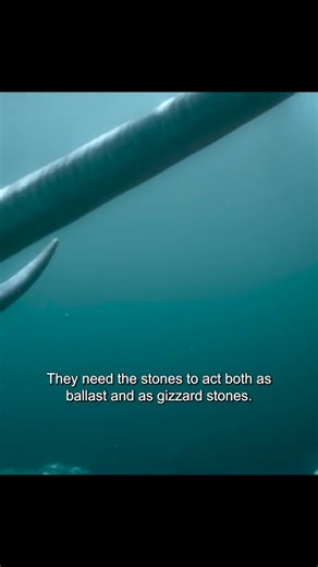 Warning: May cause extreme awe! 🤩 Our favorite dinosaurs are here to impress. 👑 | Love Dinosaurs