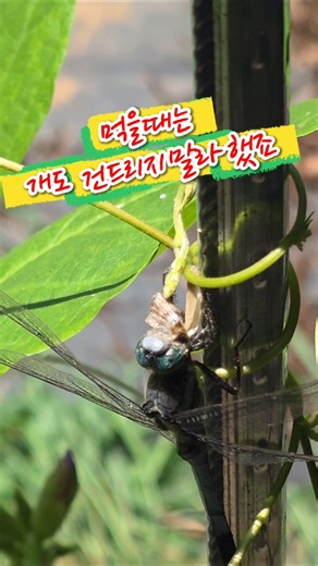 먹다가 업혀가도 모를것같은 잠자리