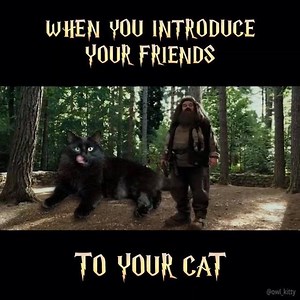 I’m a proud creature, very easily offended. 🦉 - - - #cats #catsofinstagram #catstagram #blackcat #blackcatsofinstagram #hagrid #mood #adoptdontshop #me #harrypotter #cute #ragdollcat #catdad #mycat #boop #harrypotteralwaysandforever #danielredcliff #harrypotterquotes #harrypotterscenes #hufflepuff #like #jkrowling #hp #dumbledore #snape #memes #potter | OwlKitty