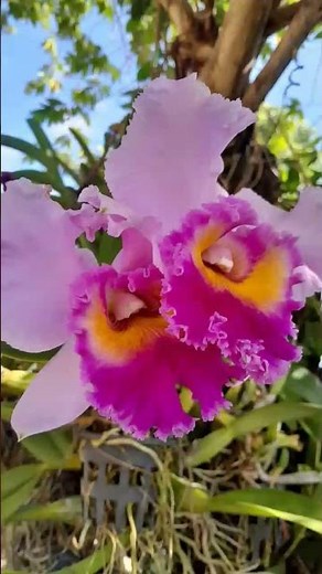 Cattleya labiata