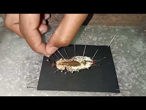 COCKROACH-NERVOUS SYSTEM DISSECTION