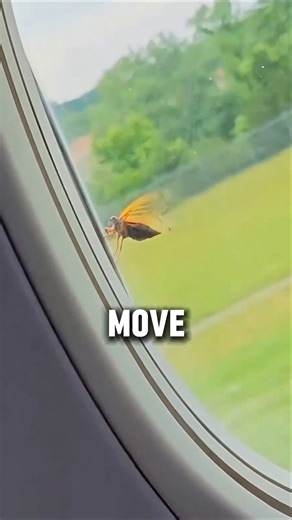 Unbelievable! A Fly Stays on a Flying Plane