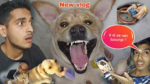 Labrador dog shy becomes lomdi || funny dog video | SourShy Today in...