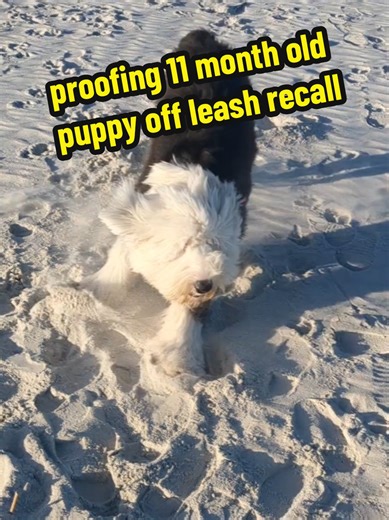 If you have kept up with miss piggys puppy training, this is where she is at and is only 11 months old. we started at 8 weeks with no OB, reactivity toward cars and resource guarding high value food items and now she is fully off leash trained, has great neutrality, doesn't run out doors, walks nicely in heel, and so much more! congrats miss piggy. one more session to go and no more need for my help with training. next session is on leash at a high volume farmers market. we will be proofing her 