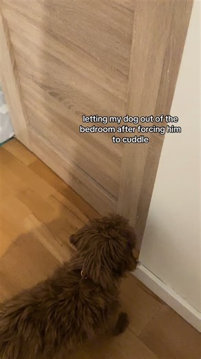 Why Does My Goldendoodle Run So Fast?