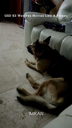 GSD K2 Loves Watching “Regular” (No-Animals) Movies Since He Was A Puppy— IMRAN®