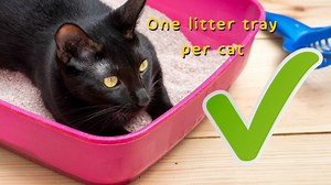 27K views · 326 reactions | If your cat's had a few 'accidents' and your vet's confirmed that they're healthy, did you know that the litter tray itself could be the issue? Here are some top tips for the perfect loo! For more advice, visit: www.cats.org.uk/toileting | Cats Protection | Facebook