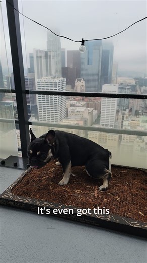 Make city living a little easier with an apartment-friendly, eco-friendly pee pad! 📅 Lasts for weeks at a time 🌱 Non-perishable. Keep on hand for emergencies 🌧️ Avoid rain, snow, or extreme heat ✅ Neutralizes odors | Bark Potty