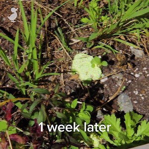 81K views · 230 reactions | Seedbombs! Making and spreading seedbombs is a fun way to create little spots of colour in your garden (or other suprising places). Children will love this exciting way to garden :) | Storypark | Facebook