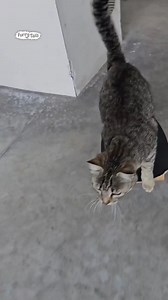 Gnarly tricks bro! 🛹 | Furry Tails