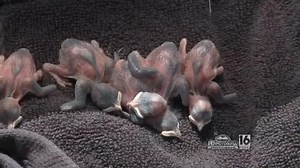 Tree Swallow Project/Chicks