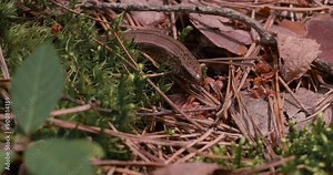 A cute, fragile spindle lizard stands frozen on the forest floor and looks at the camera. A legless lizard, very similar to a snake, freezes in fear and looks into the camera lens. Spindle lizard.