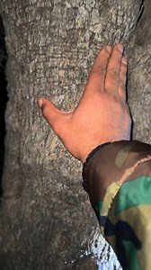 10K views · 430 reactions | الذهب محروس بعفريت شرس! على المغامر أن...