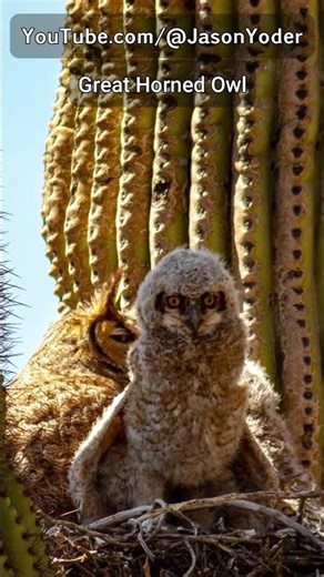 Baby Great Horned Owl in a Cactus 🌵🦉 | Peaceful Wildlife Short
